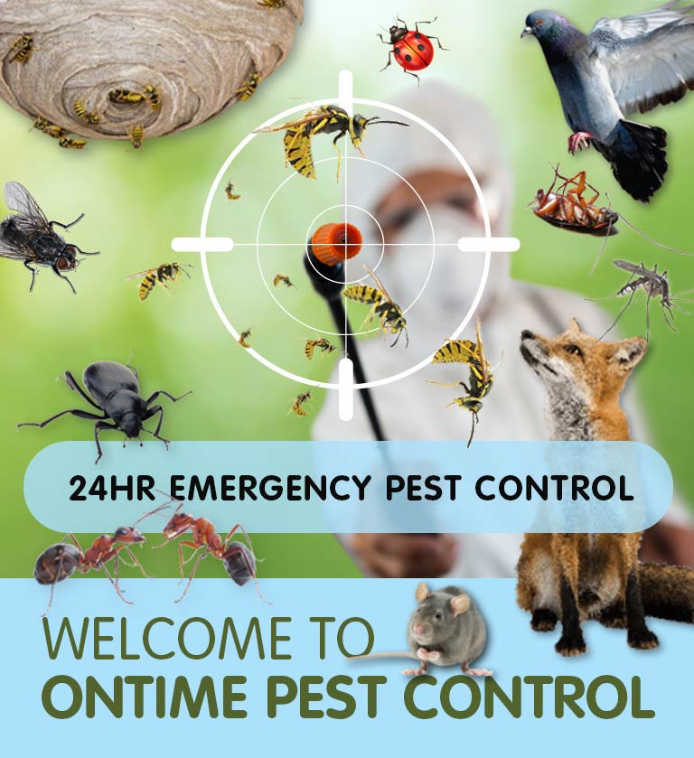 24 Hour Emergency Pest Control in Clapham SW12 & throughout South West London