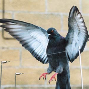 Never underestimate the power of the Pigeon; contact our Pigeon Controllers in Richmond TW10