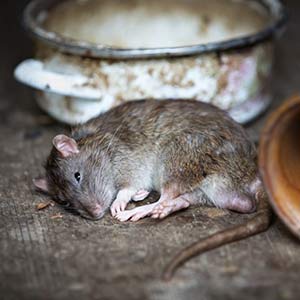 Our 24 hour Rat Controllers in Fitzrovia W1 will advise you on the best way to get rid of Rats according to the results of the Rat Control Survey.