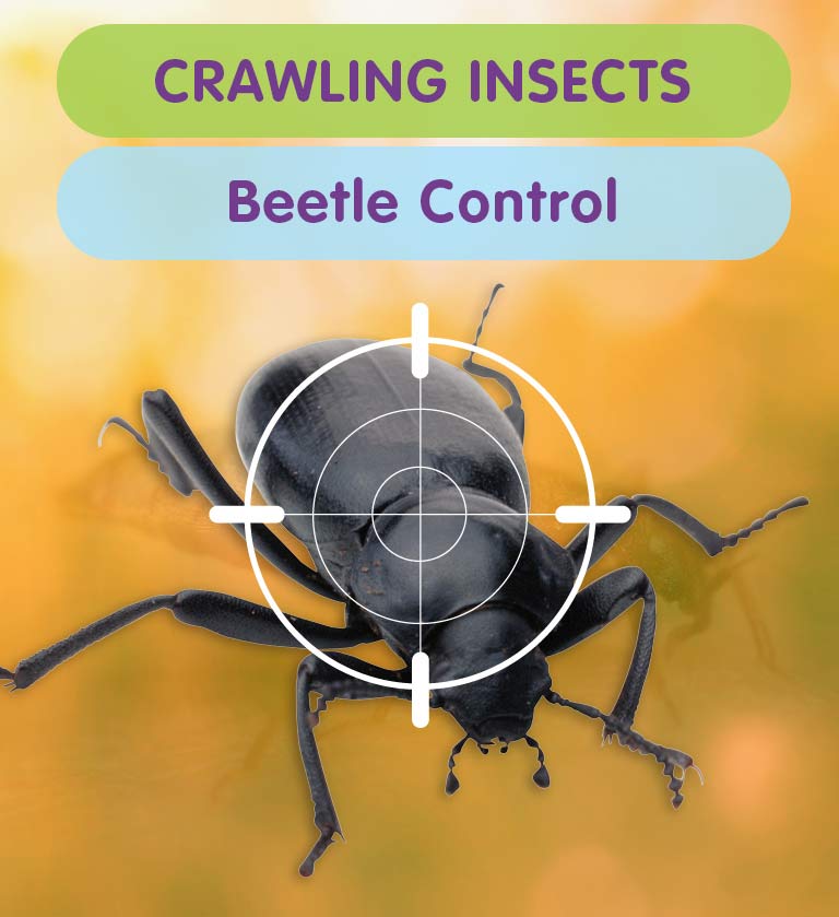 Carpet Beetles. I am terrified of them. : r/pestcontrol