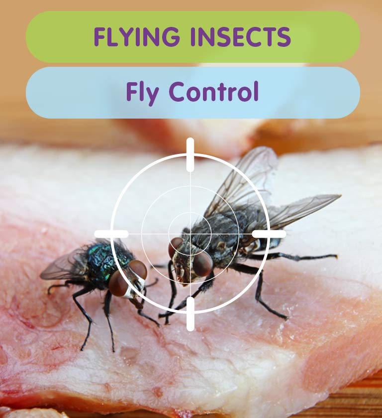 Get rid of Flies from your West London property