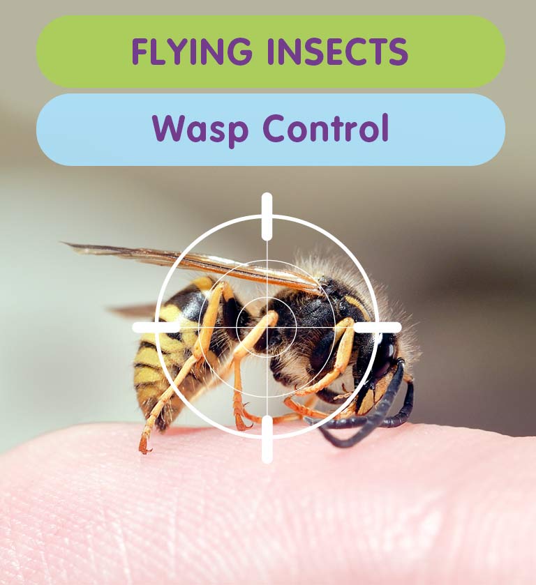 Get rid of Wasps from your West London property